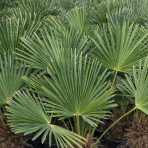 Palma konopná (Trachycarpus wagnerianus) – celková výška 150-180 cm, výška kmeňa 80-90 cm (-19°C)
